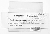 Anthostoma melanotes image